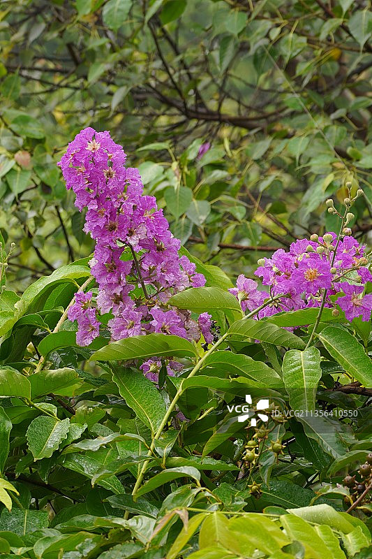 印度德里粉色植物特写图片素材