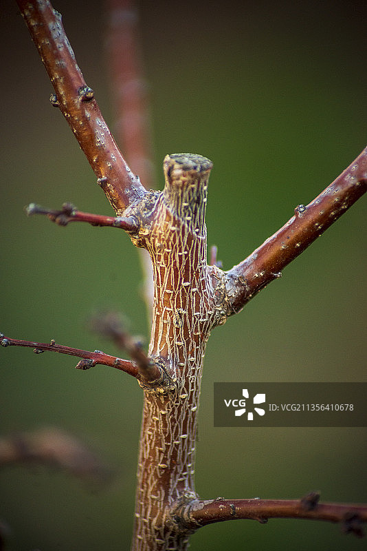 阿根廷树枝上的蜥蜴特写图片素材