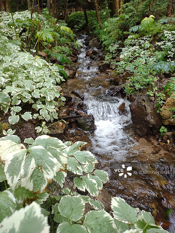 森林中树木间的溪流高角度视图图片素材