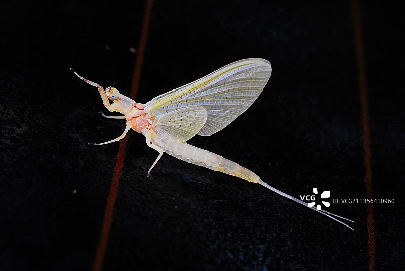 昆虫在植物上的特写镜头图片素材