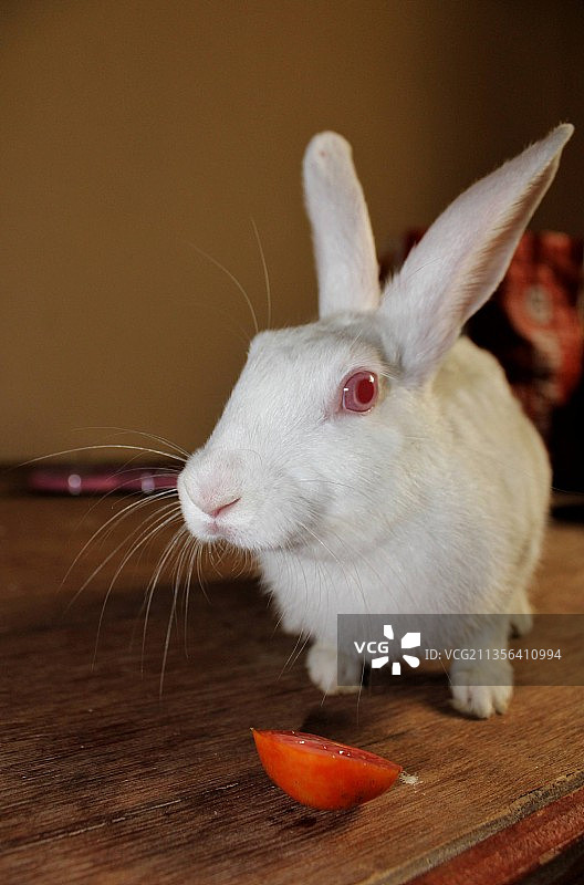 兔子在桌子上的特写图片素材
