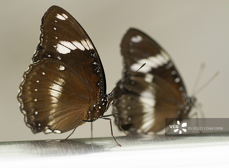 叶子上的蝴蝶特写图片素材