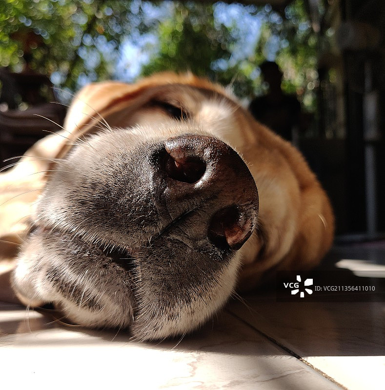 印度孟买，在地板上休息的拉布拉多寻回犬特写图片素材