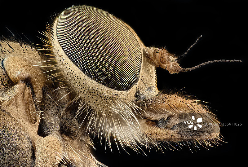 黑色背景下的昆虫特写图片素材