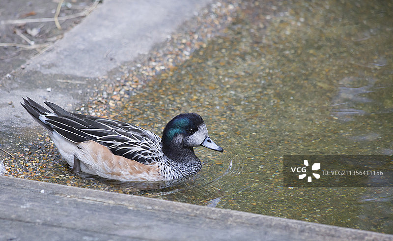 野鸭在湖里游泳的特写镜头图片素材