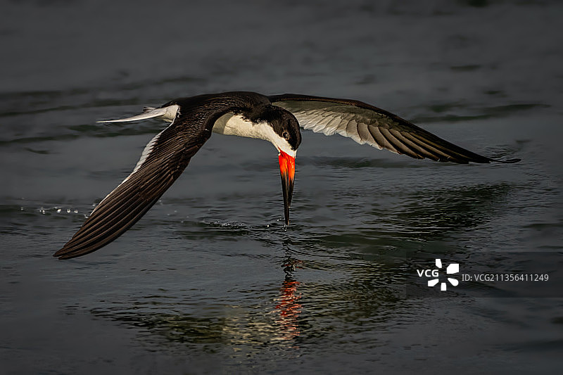 黑剪嘴鸥飞越湖面特写图片素材