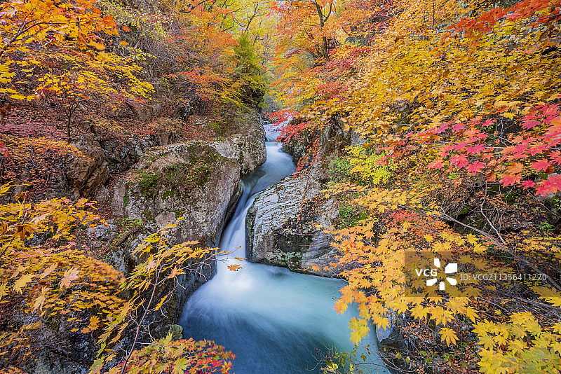 秋天枫叶 本溪红叶 辽宁本溪大石湖风景区秋色图片素材