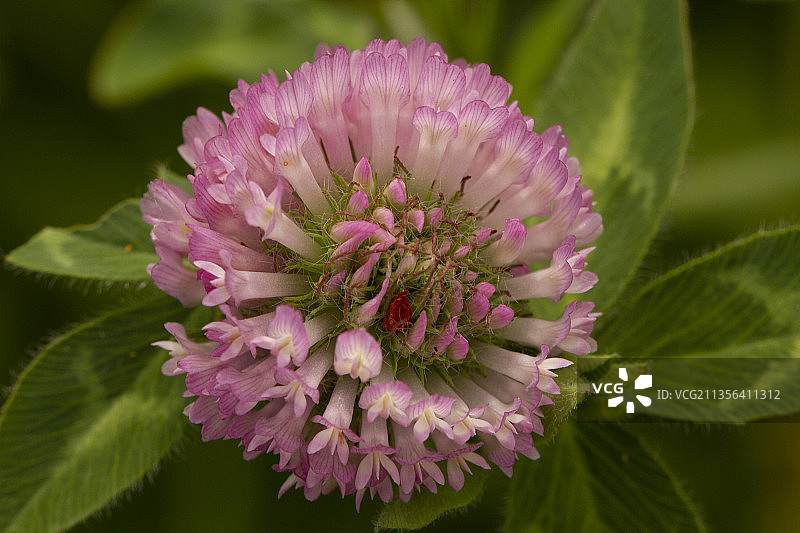 粉红色开花植物的特写图片素材