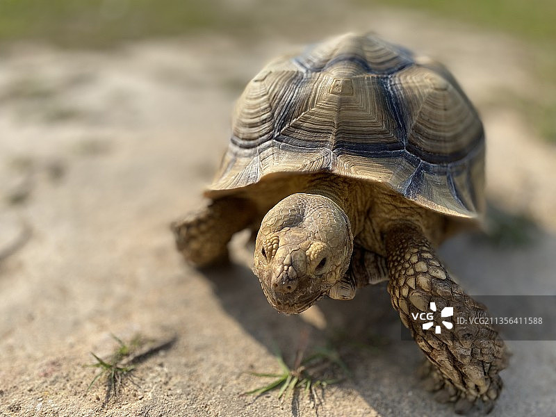 人行道上的乌龟壳特写图片素材