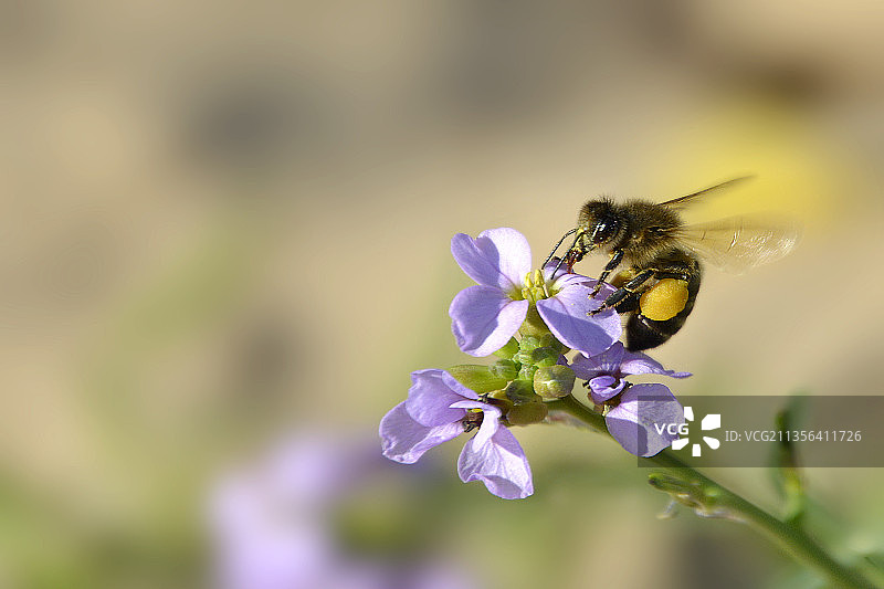 蜜蜂在紫色花朵上授粉的特写镜头图片素材