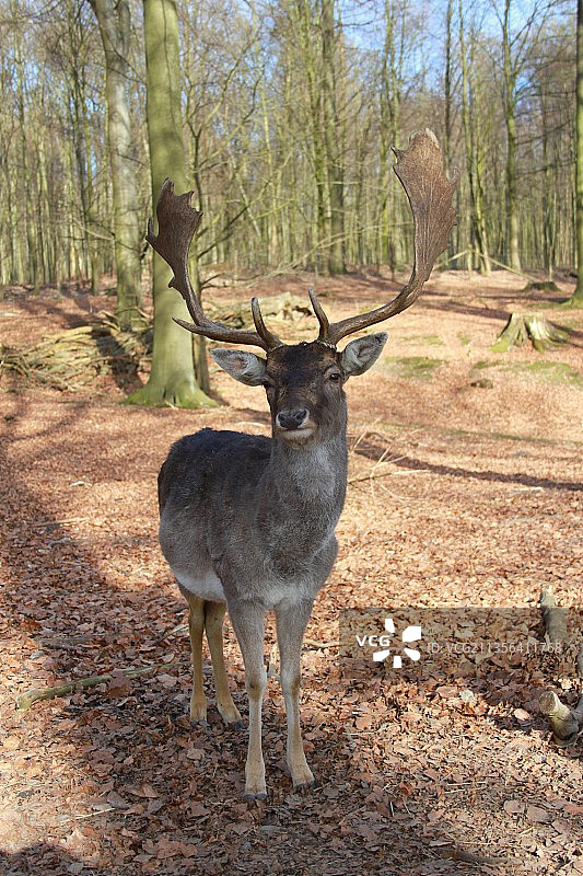 站在森林中的欧洲小鹿肖像图片素材