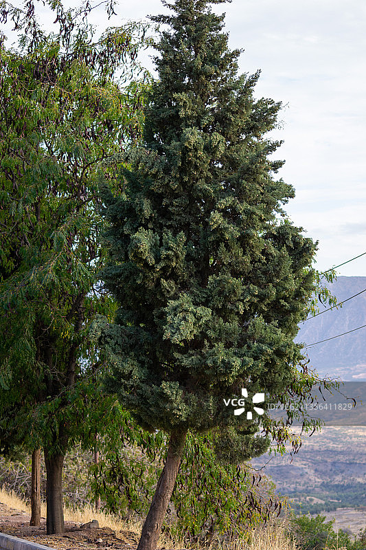 伊拉克杜胡克，天空下的田野上的树木图片素材