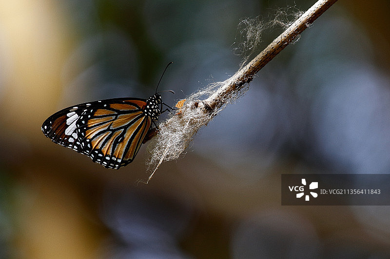 栖息在树叶上的蝴蝶特写图片素材