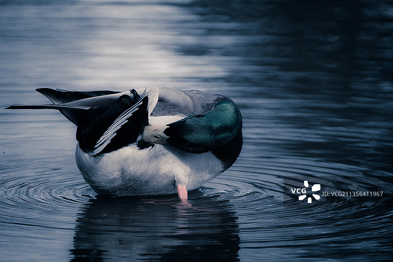 鸭子在湖里游泳的特写镜头图片素材