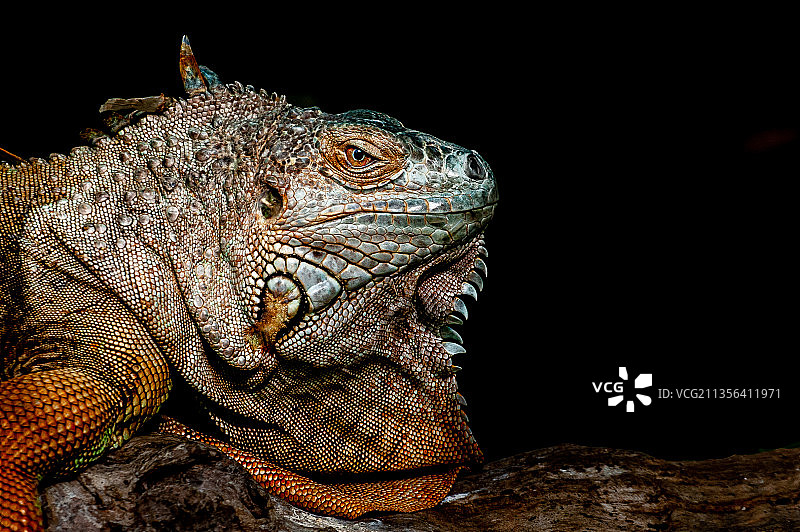 丹麦兰德斯C树干上的绿色鬣蜥特写图片素材