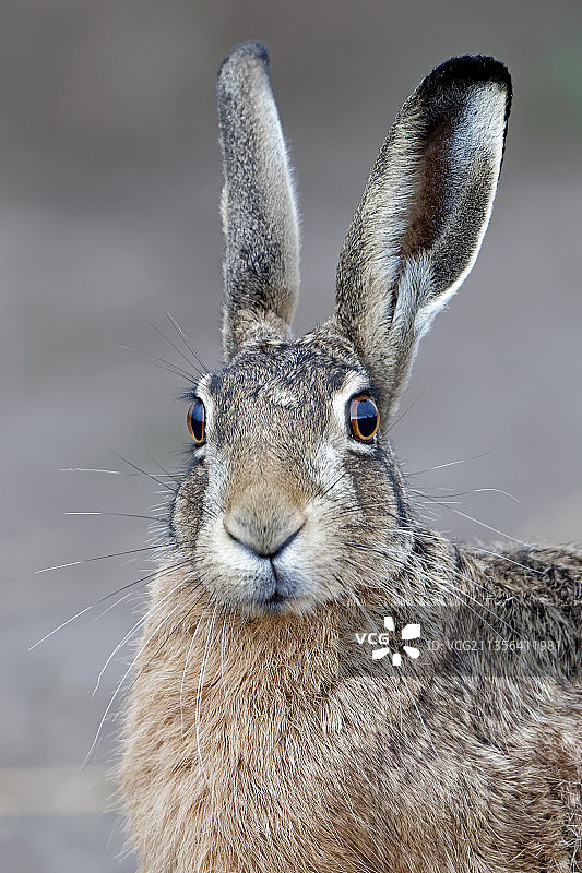 兔子特写图片素材