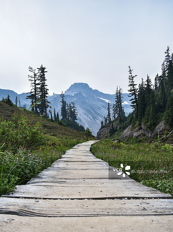 华盛顿州贝灵汉，植物丛中的空木板路图片素材