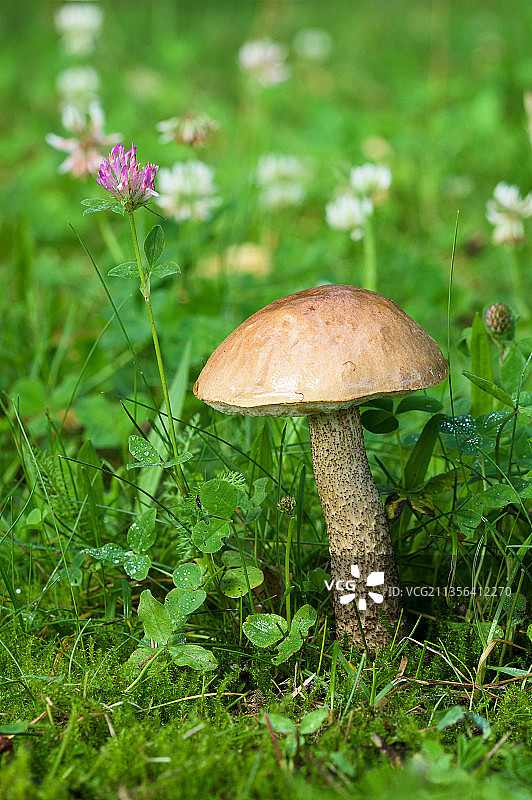 蘑菇在田间生长的特写镜头图片素材