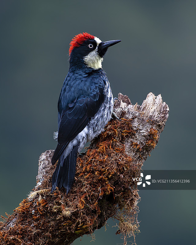 啄木鸟栖息在树枝上的特写，哥斯达黎加图片素材