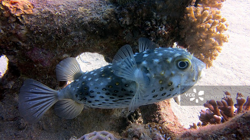 海中河豚的特写图片素材