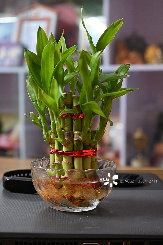 桌上盆栽植物特写图片素材