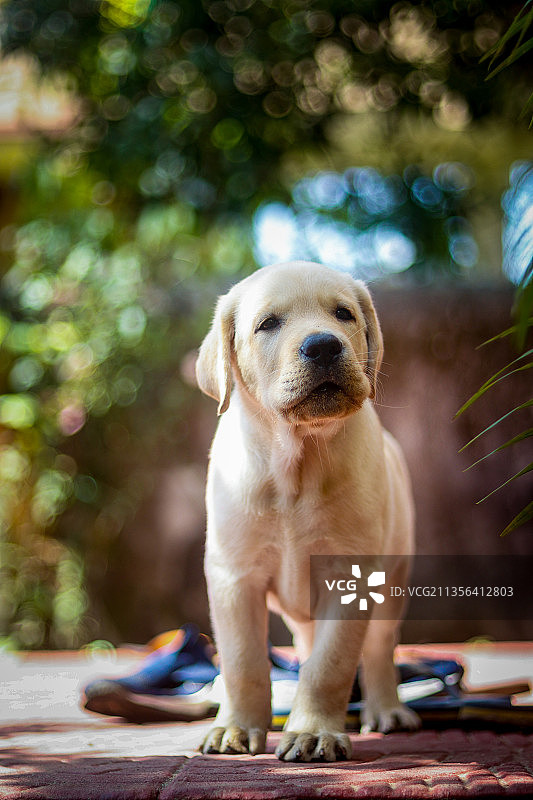 拉布拉多巡回犬幼犬，印度图片素材