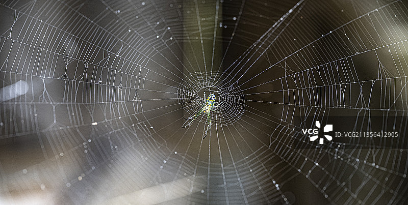 蜘蛛在网上的特写镜头图片素材