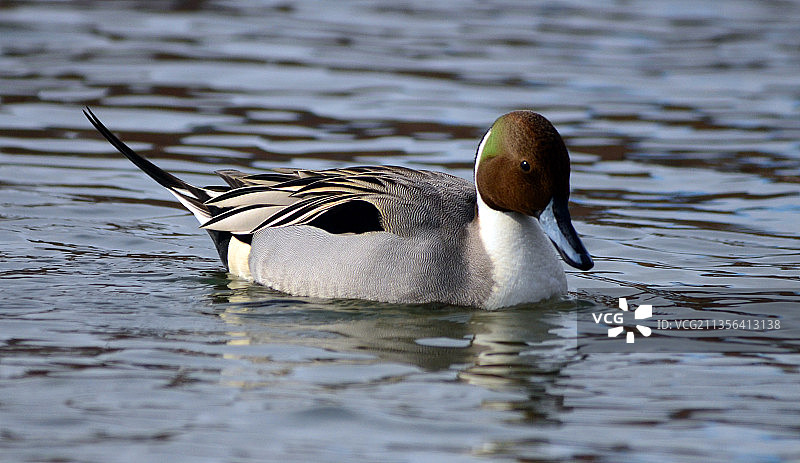 在湖中游泳的针尾鸭特写图片素材