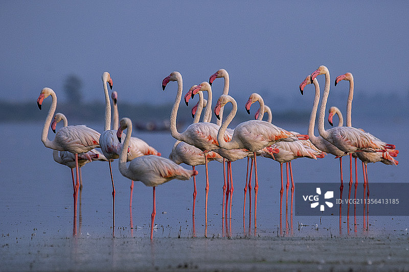 湖中火烈鸟特写图片素材