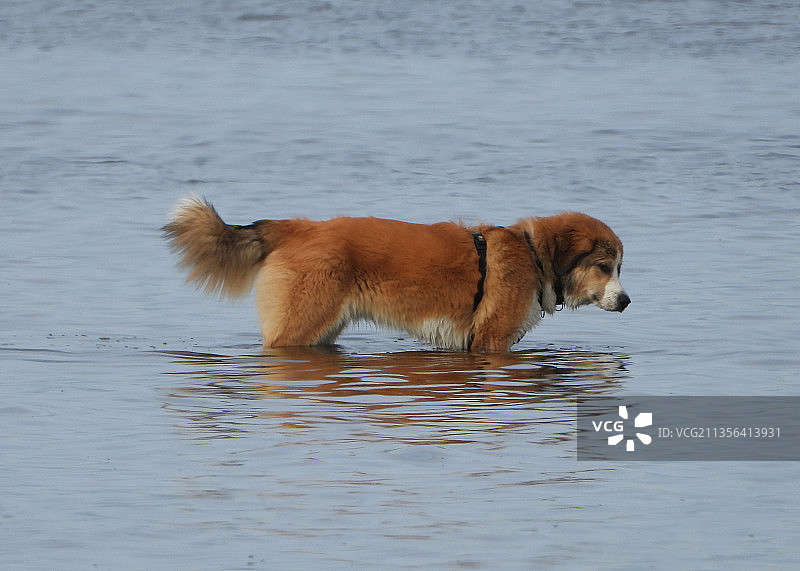 狗狗在湖中行走的侧视图，加拿大不列颠哥伦比亚省图片素材