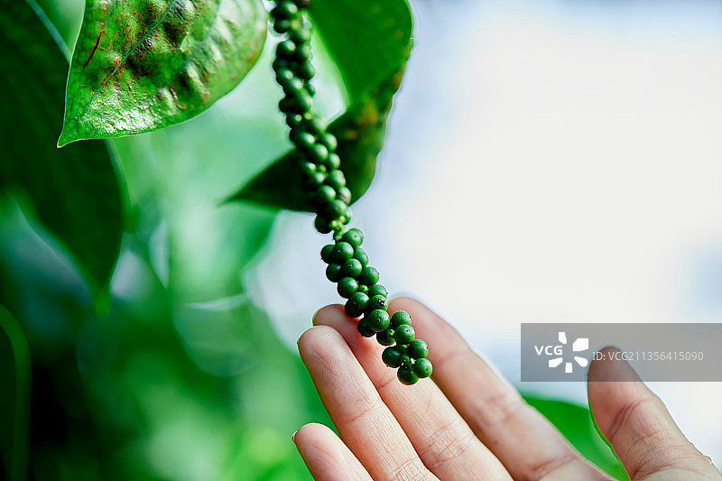 女子手持念珠，泰国图片素材