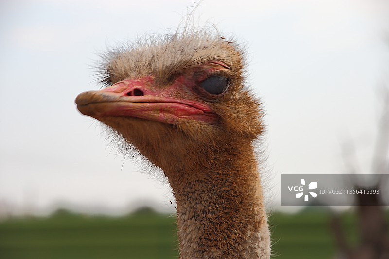天空背景下的鸵鸟特写肖像图片素材