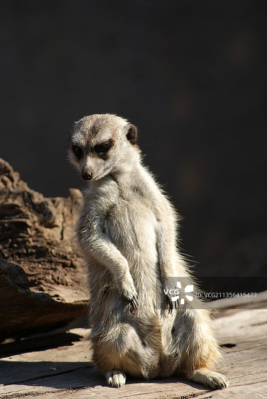 坐在岩石上的猫鼬特写图片素材