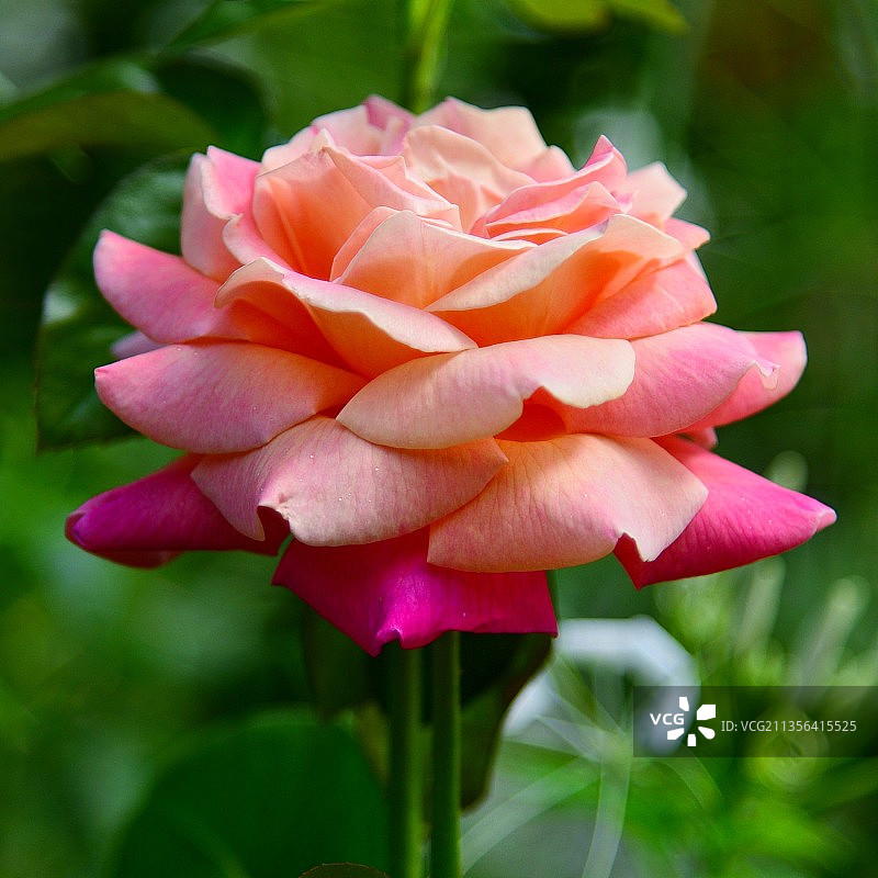 粉红玫瑰的特写图片素材