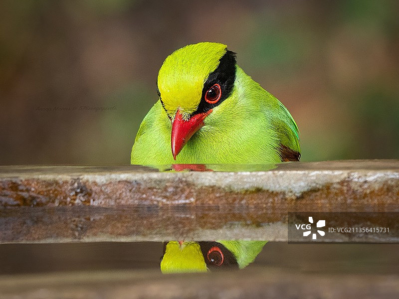 印度北阿坎德邦萨塔尔的热带蕉鹃图片素材