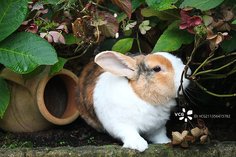 荷兰希尔德植物旁的兔子特写照片图片素材