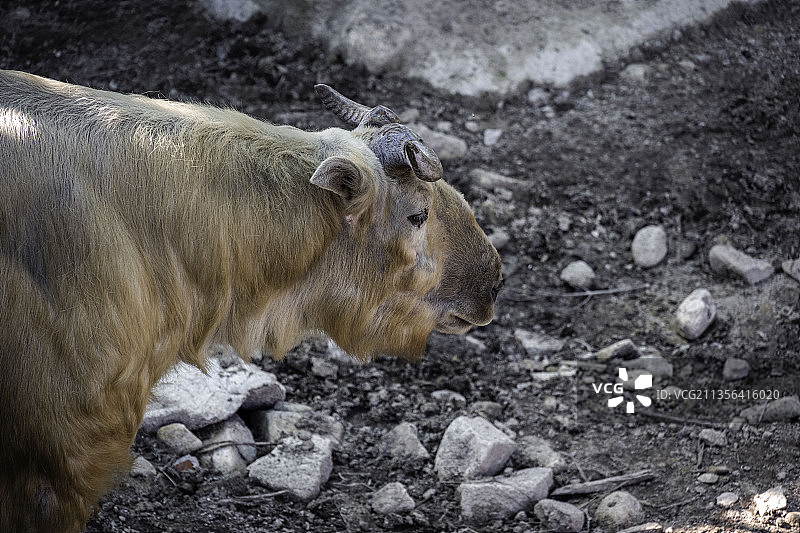 秦岭羚牛图片素材