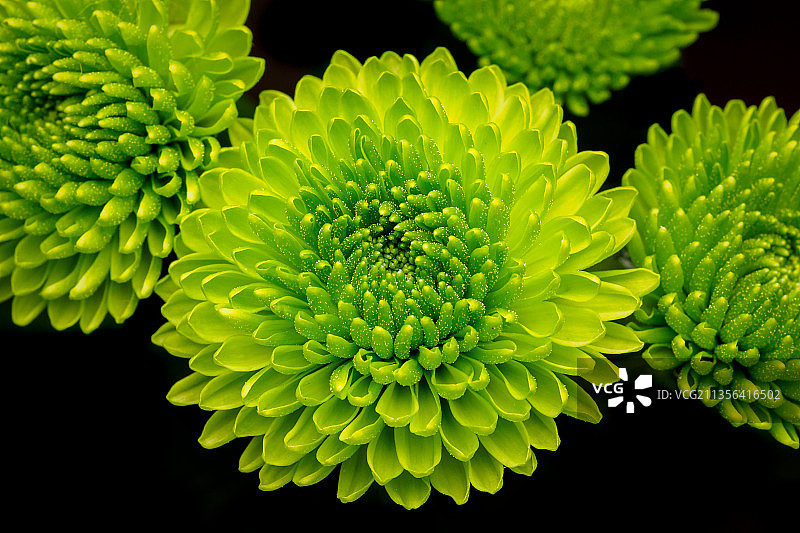 英国切尔滕纳姆的白色大丽花特写图片素材