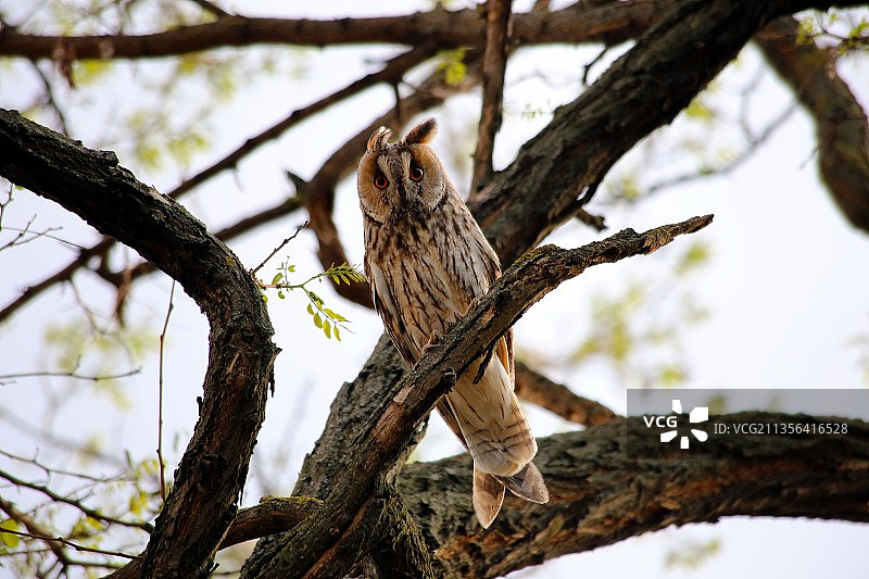 仰视视角：条纹猫头鹰栖息在树上图片素材