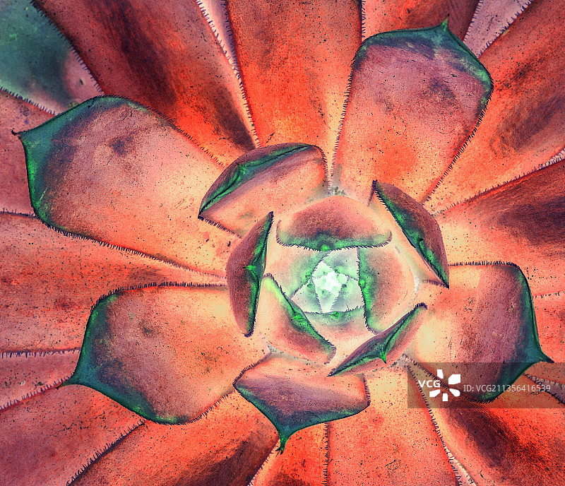 多肉植物全画幅图片素材