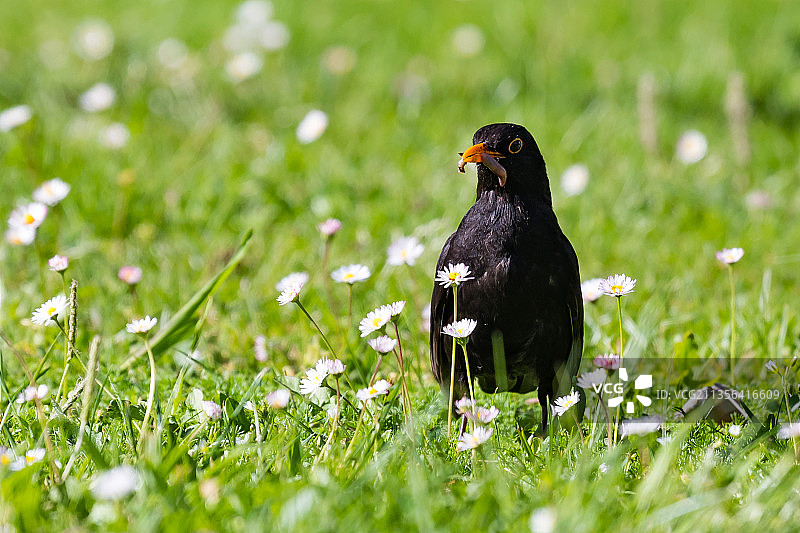 栖息在田野上的鸣禽特写图片素材
