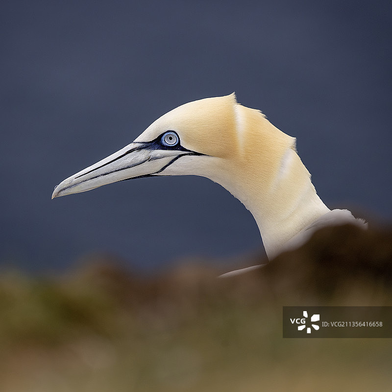 塘鹅特写，R S P B苏格兰团团长，班夫，英国，英国图片素材