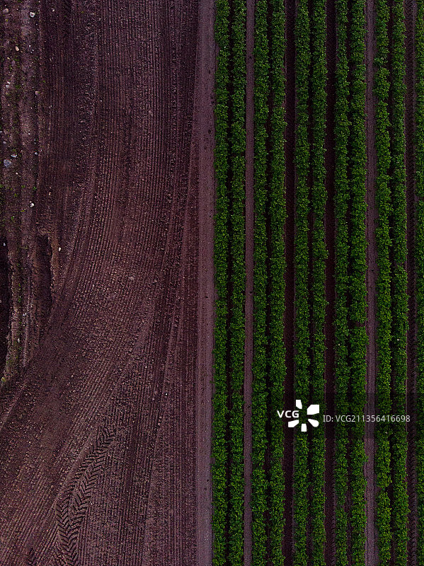 农田的全画幅照片图片素材