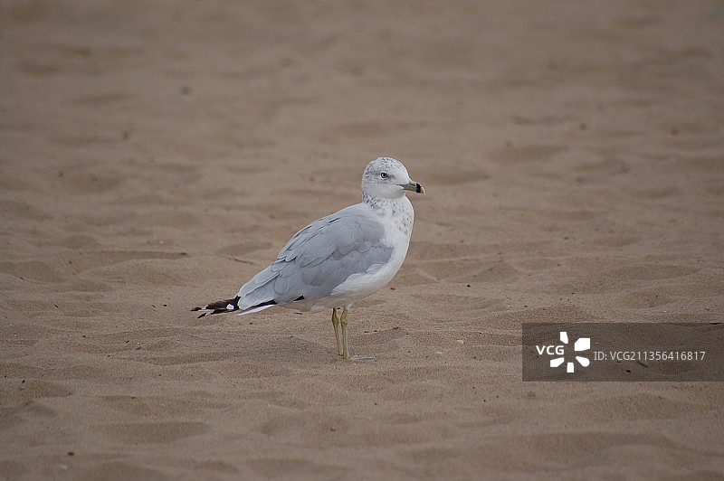基诺沙沙滩上栖息的海鸥特写，美国威斯康星州图片素材