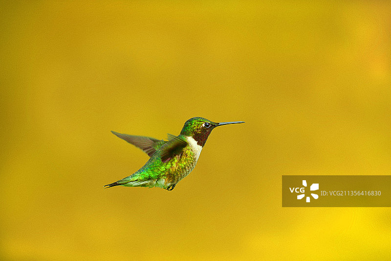 户外飞行的蜂鸟特写图片素材