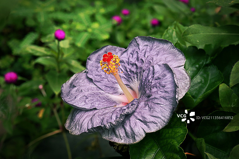 紫色开花植物的特写图片素材