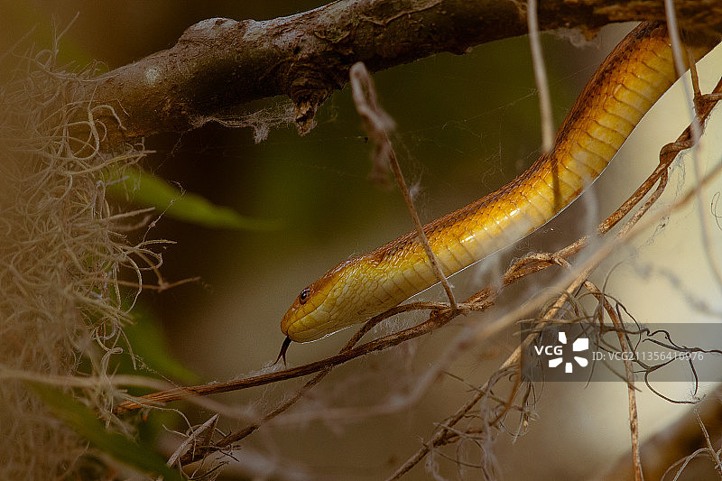 树枝上的蜥蜴特写图片素材