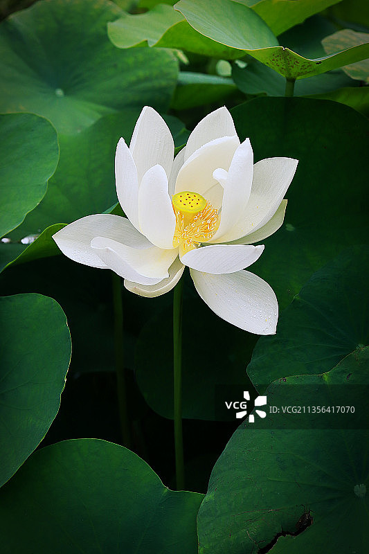 白色睡莲特写图片素材