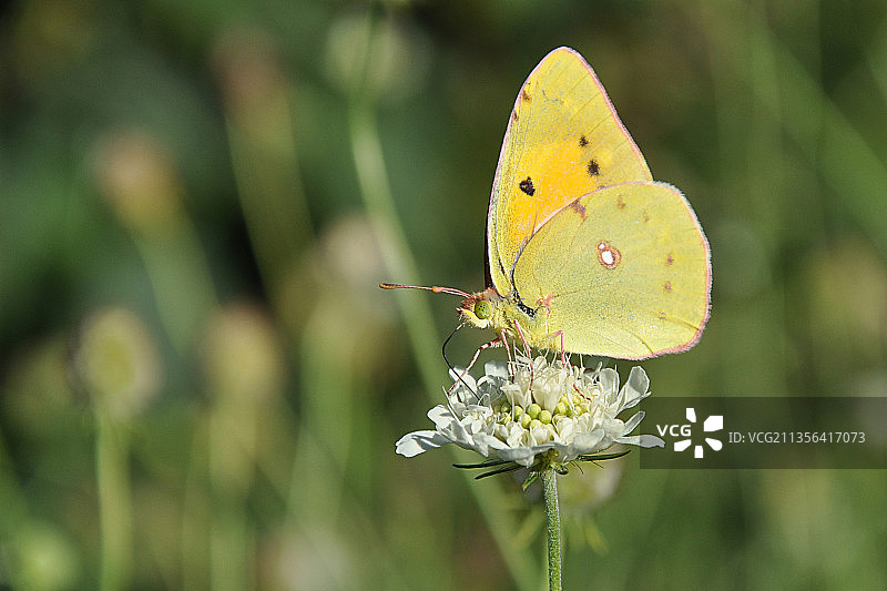 蝴蝶在花上授粉的特写镜头图片素材