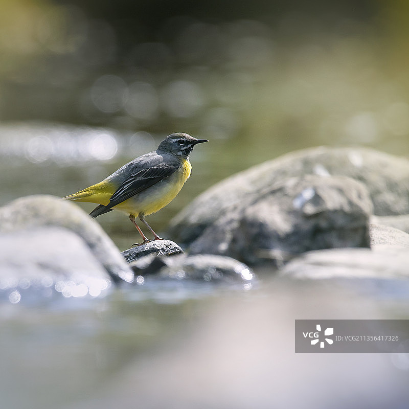 鹡鸰栖息在岩石上的特写图片素材